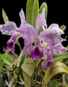 C. Memoria Jeanne Nichols (C. jenmanni x C. labiata).